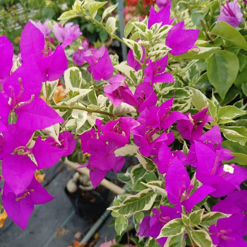 Set 2 Blueberry Ice Bougainvillea Live Plants 4-7 Inches Tall, Vibrant Bumgainvillea Flowering Vines for Garden, Patio Containers and Indoor Growing