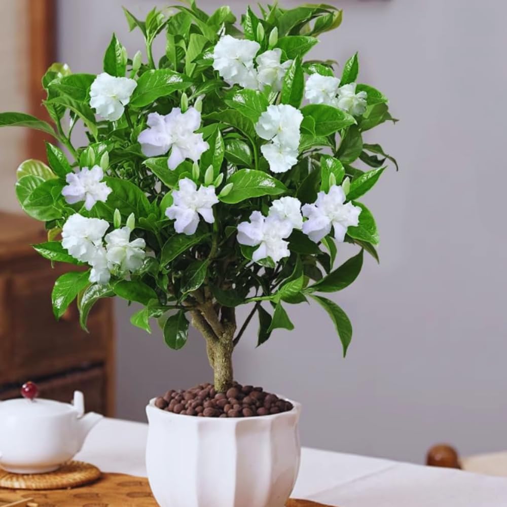 2 Gardenia Plants Live, Jasmine Plants Live Indoor, 3 to 5 Inc Tall, Frost Proof Gardenia Live Plant, Flowering Jasmine Plant
