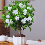 3 Cape Jasmine Plants Live, 4 to 7 Inc in Height, Frost Proof Gardenia Plant Jasmine Live Plant Climbing Flower Perennial