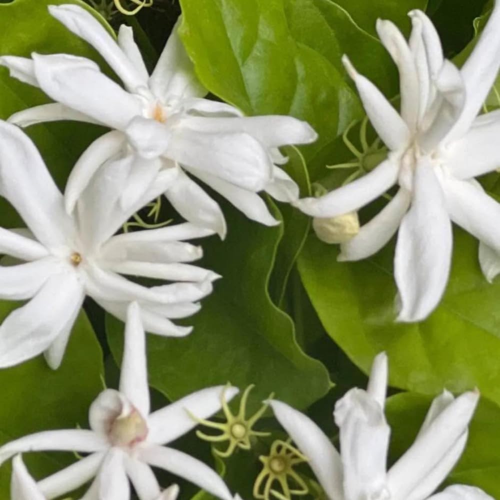 2 Jasmine Plants Live, 5 to 7 Inc in Height, Jasmine Flower Plant Live Climbing Flower Perennial, White Flowers