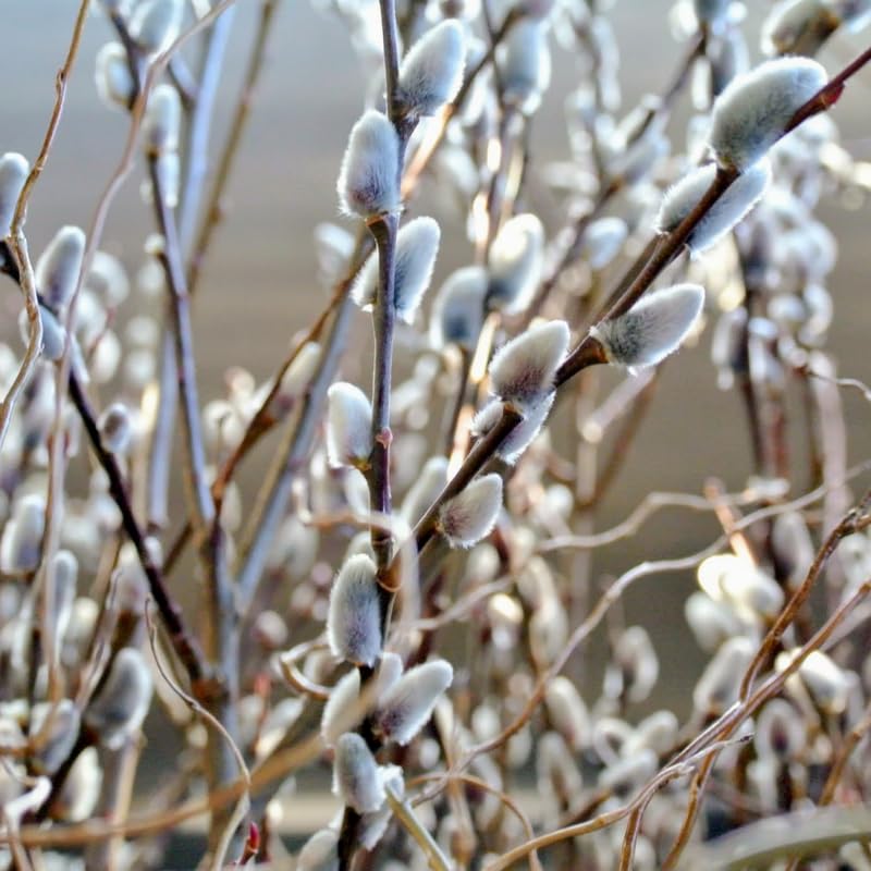 Pussy Willow Plants Live Tree in 2.5 Inch Pot, Home Décor, Ornamental Shrubs, Can Grow As Branches for Vase, Outdoor Planting
