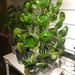 Pilea Peperomioides Live Plant 4-6 Inch Tall, Money Plant Houseplant for Home Decor, Office