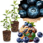 2 Southern Highbush Blueberry Plants Live for Outdoor Growing, Sharpblue Blueberry Trees Live Plants, Blueberries Bushes, Hardy and High Yield Seedlings, Starter 4 to 7", No Pot