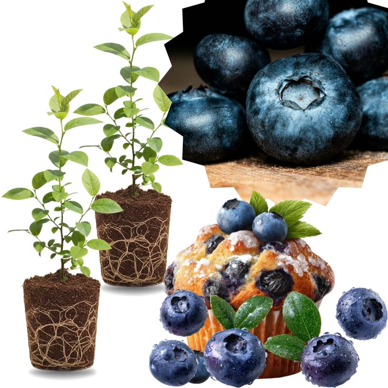 2 Southern Highbush Blueberry Plants Live for Outdoor Growing, Sharpblue Blueberry Trees Live Plants, Blueberries Bushes, Hardy and High Yield Seedlings, Starter 4 to 7", No Pot