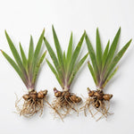 3 Walking Iris Plant Roots, 4-6 Inch White Flower Plant, Live Iris Plants Roots for Outdoor Garden and Containers, Easy Care Perennial, No Pot