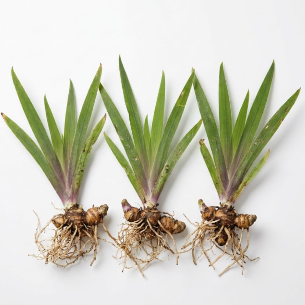 3 Walking Iris Plant Roots, 4-6 Inch White Flower Plant, Live Iris Plants Roots for Outdoor Garden and Containers, Easy Care Perennial, No Pot