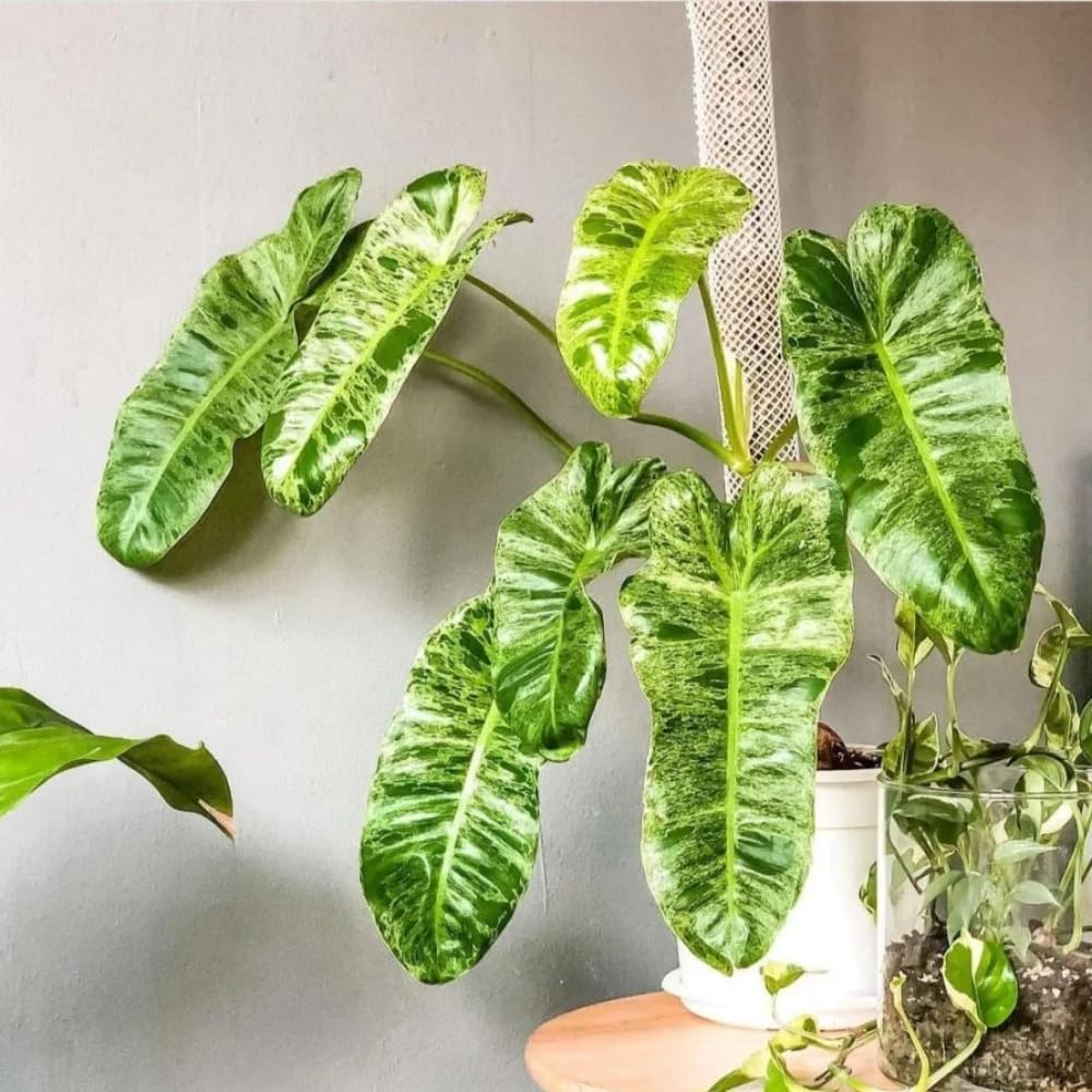 Variegated Philodendron Plant Live, Rare Tropical Variegated Live Indoor Houseplant, Starter Plants No Pot, 5-9" in Tall