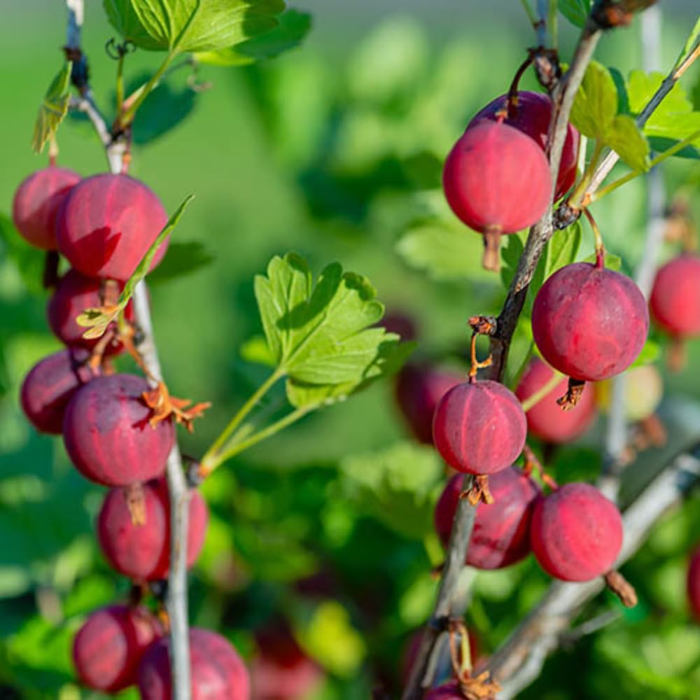 Sweet Gooseberry Plant Live for Planting, 6-10 Inch Tall, Gooseberry Bush Live Plant, Gooseberry Fruit Tree Plant, Gooseberry Bareroot, Gooseberry Tree