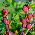 Gooseberry Tree Plant Live, Gooseberry Bush Live Plant, Fully Rooted 5-9 Inch Tall, Gooseberry Plant Live for Planting Outdoors