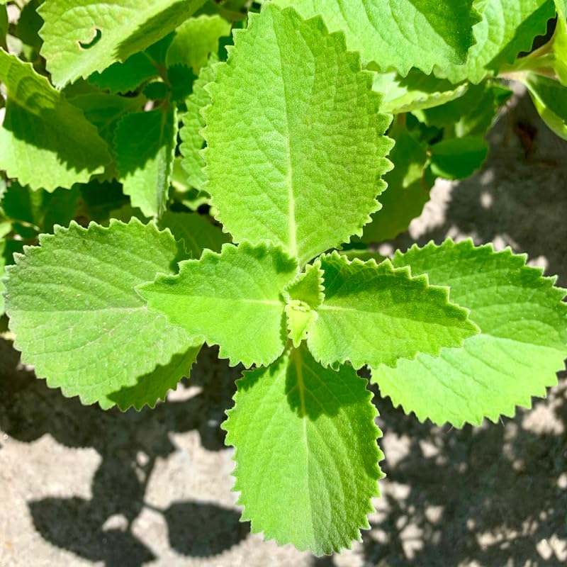 Cuban Oregano Plants Live, 2 Plants, Live Cuban Oregano Plant Indoor, 4 to 6 Inc Tall, Mexican Mint Plant, Spanish Thyme Plant Live, Well Rooted for Gardening
