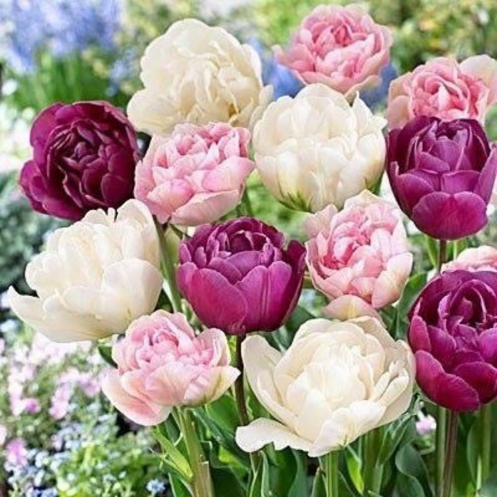 20 Mix Double Tulip Bulbs for Fall Planting, Tulip Flower Bulb, Tulip Bulbs for Growing Indoor or Outdoor