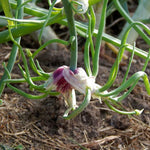 Set 20 Walking Onions Bulbs for Planting, Heirloom Perennial Onion Bulb, Large Egyptian Walking Onions Bulbs for Planting Outdoors, Easy to Plant