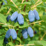 Blue Haskap Honeyberry Live Plant for Planting, Honeyberrie Plant Live 5-8 Inches Tall, Cold Hardy Fruit Bush for Home Garden
