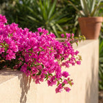 Set 2 Deep Pink Bougainvillea Live Plants 4-7 Inches Tall, Vibrant Bumgainvillea Flowering Vines for Garden, Patio Containers and Indoor Growing
