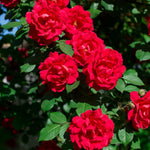 6 Red Rose Bush Cuttings Plant Live, Rose Climbing Vine Live Plant, 5 to 8'' Tall Cuttings