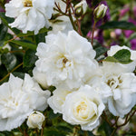 Rose Bush Live Plant, Hybrid Tea Rose Plant Live, 5-9 Inch Tall, Fragrant Flowers Tree, Well-Rooted 1 Year Old, No Pot (White Rose)