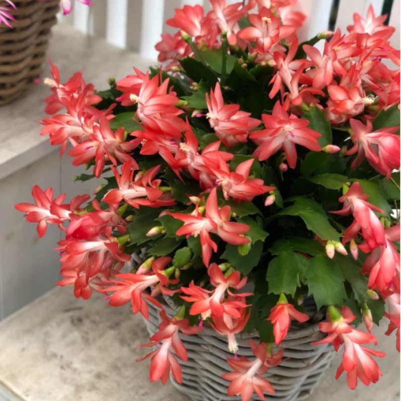 Christmas Cactus Plants Live, Thanksgiving Cactus Easter Cactus Like, 4-8 Inc Tall, Cold Hardy, Holiday Cactus for Indoor Outdoor Planting, Starter Size (Orange)