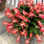 2 Orange Christmas Cactus Plants Live, Starter Holiday Cactus Plant for Indoor Outdoor Houseplants, Fasle and Easter Cactus Plants Like, Cold Hardy, 5-9" in Tall, No Pot