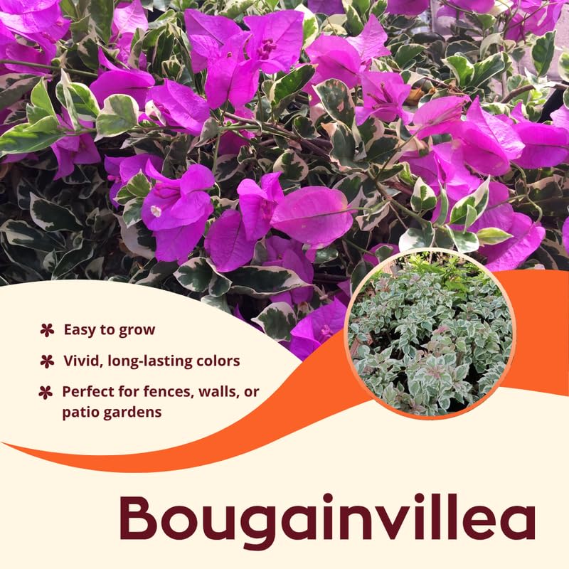 2 Raspberry Ice Bougainvillea Plants Live, Flowering Bougainvillea Vine for Outdoor Garden or Trellis, 5-9 Inch Tall, Very Hardy