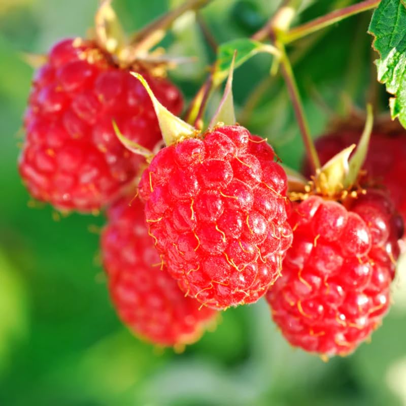 Pack 4 Raspberry Bushes Live Plants, No Pot, Everbearing Red Raspberry Plants Live for Planting, 5-9 Inc in Tall, Zones 4-8 Cold Hardy (Sweet Red Caroline)