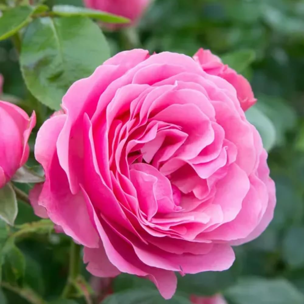 Pink Rose Live Plant, Rose Bush Ready to Plant Well Rooted 5-9 Inch Tall, Heirloom Rose Flowers, No Pot