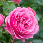 Rose Live Plant for Planting, Rose Bush Ready to Plant, 5-8 Inch Tall, Fragrant Rose Flowers (Pink)