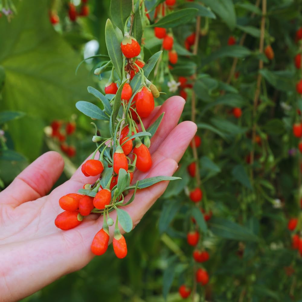 6 Red Goji Berry Cuttings Plants Live, 5 to 7'' Tall, Goji Berry Fruit Plant for Garden