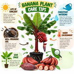 Zebrina Red Banana Tree Live Plant, Edible Fruit, 4-6" Tall