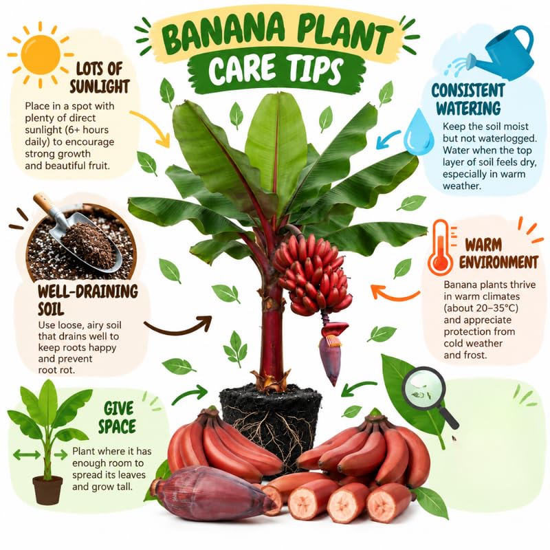 Zebrina Red Banana Tree Live Plant, Edible Fruit, 4-6" Tall