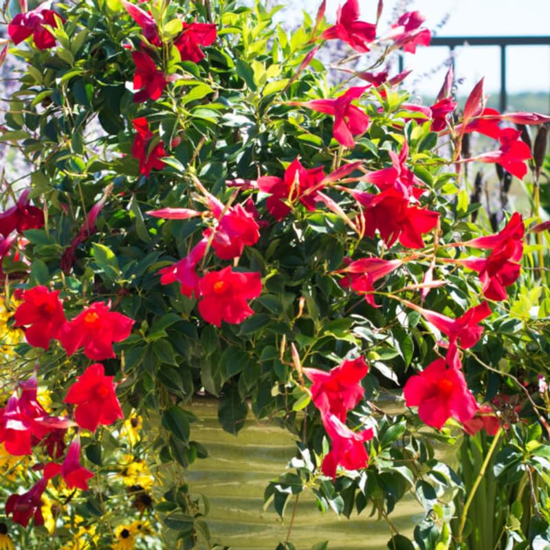 2 Red Mandevilla Plants Live, Trailing Mandevilla Vine for Outdoor Planting, 4-6 Inch Tall Live Flowering Vine for Trellis or Containers