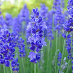 2 Lavender Plants Live Indoors, 4-8" Tall, Lavandula Perennial Flower Plants for Planting Outdoors Home Garden (Blue Lavender)