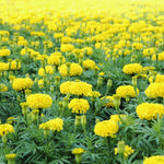 2 Yellow Marigold Plants Live, Marigold Flowers Live Plants, Perennial Flower Garden, Hanging Basket