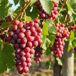 8 Red Grape Vine Cuttings, 8-12 Inches, Sweet Grape Fruits for Garden Planting, Outdoor Climbing Fruit Vine