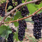 Summer Royal Grape Vines Live Plants for Planting, 5-10" Grape Tree for Outdoor Garden, Dormant in Winter, Cold Hardy, Sweet Flavor