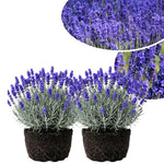 1 Live Hidcote Blue Lavender Plant for Outside Planting, Perennial Lavandula Plants Live Fragrant Flowers, Well-Rooted 5-8" for Spring Bloom