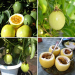 Yellow Passion Fruit Plant Live, Tropical Fruit Vine for Planting, 5-10" Tall, Sweet Edible Fruits