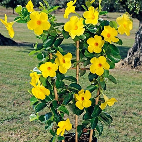 2 Yellow Mandevilla Live Plants, Flowering Mandevilla Plants, 5-9” Tall, Mandevilla Trellis Vines for Outdoor Garden and Containers