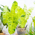 Variegated Philodendron Plant Live, Rare Tropical Variegated Live Indoor Houseplant, Starter Plants No Pot, 5-9" in Tall