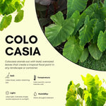Colocasia Esculenta, Colocasia Live Plant, Elephant Ears Live Plant, Esculenta Taro Live Houseplant, 5-8 Inc Tall, No Pot (Rare Colocasia)
