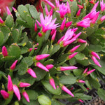 Light Pink Easter Cactus Plants Live, Size 4 Inch Pot Easter Cactus Plants Live Indoor Garden, Live Easter Cactus Flower Plant, Spring Cactus Live Houseplant, Easter Cactus