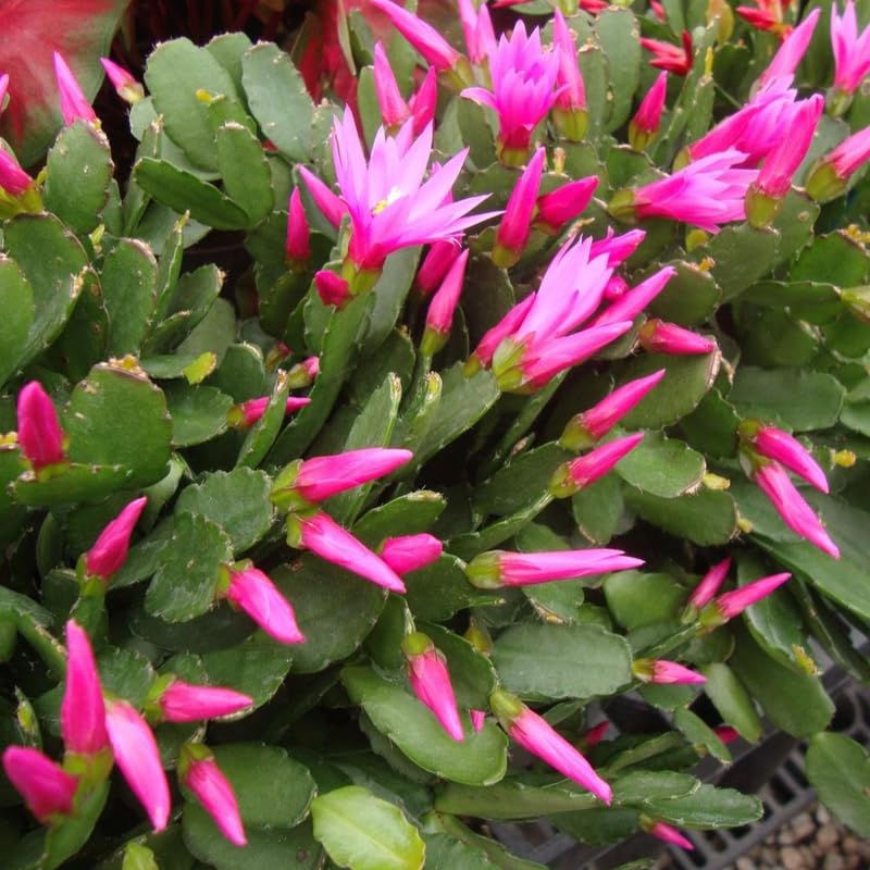 Light Pink Easter Cactus Plants Live, Size 4 Inch Pot Easter Cactus Plants Live Indoor Garden, Live Easter Cactus Flower Plant, Spring Cactus Live Houseplant, Easter Cactus