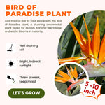 Bird of Paradise Plant Live for Planting, 5 to 10 Inches Tall, Tropical Strelitzia Reginae Bird of Paradise Live Plant (Yellow Bird of Paradise)