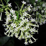 2 Night Blooming Jasmine Live Plants, Fragrant Flowering Shrubs, 4-6" Tall