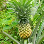 Pack 2 Pineapple Plants Live, Sweet Pineapple Trees Live Plants, Cold Hardy Pineapple Fruit Trees, 4-8 Inch Height, No Pot, Well-Rooted (Sugarloaf Pineapple)