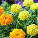 Marigold Plants, 2 Yellow Marigold Live Plants, from 4 to 8 Inches in Height, Flower Plant Gardening