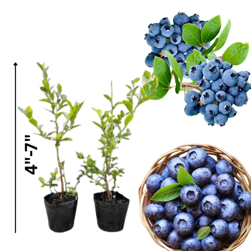 3 Cold Hardy Blueberry Bushes Seedlings, High-Yield Blueberry Trees Live Plants, 6 Months Old, Starter 3-6" in Tall, Cold Hardy Zones 4-7