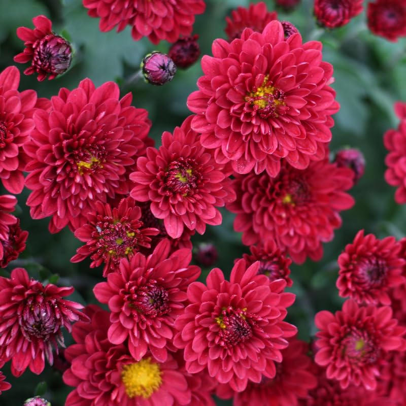 Red Chrysanthemum Plant, Set 2 Red Mums Plants Live, Hardy Perennial Mum Live Plant, 3 to 6 Inch Tall Garden Mum Starter Plants for Garden Beds, Containers, Vibrant Fall Blooms, No Pot