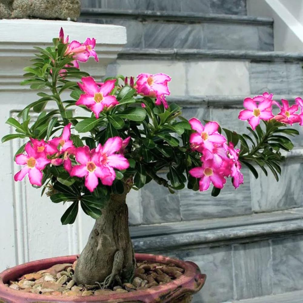 Adenium Desert Rose Plant Live, Desert Rose Live Plant, 4 to 6 Inc Tall (Pink)