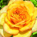 Rose Bush Live Plant for Gardening, Hardy Fragrant Rose Flower Plant, 5 to 10 Inch Tall, Ideal for Outdoor Planting (Gold Rose)