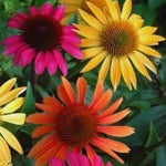 Echinacea Plant Live, Assorted Coneflower Plant Live Indoor, 4 Inc Potted, Echinacea Flower Plants Gardening Indoor Planting Outdoor